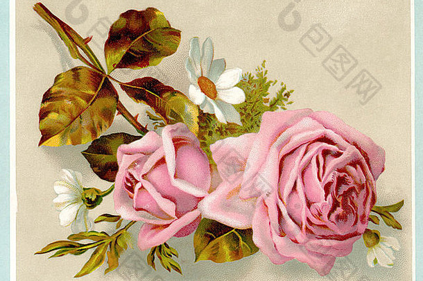 古董插图玫瑰