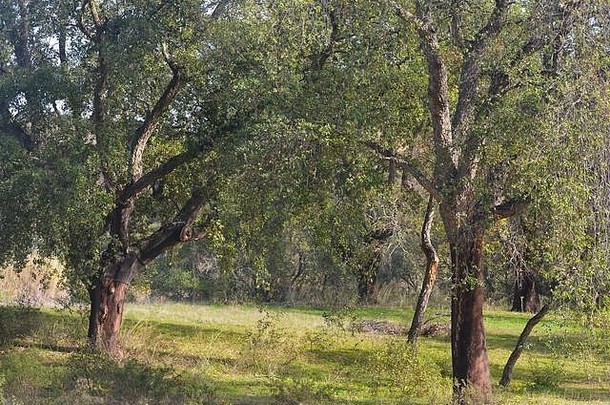 葡萄牙南部阿伦特乔下瓜迪亚纳河谷沿线原始软木林和奥姆橡树林的小残片