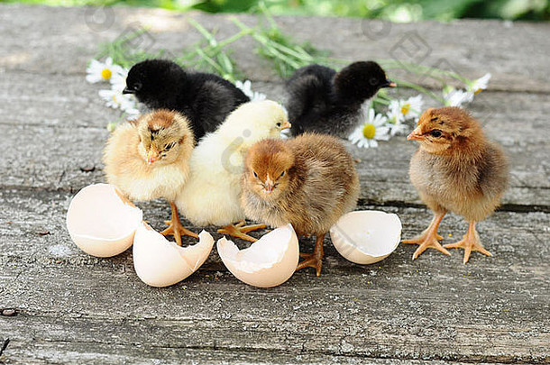 鸡新生绒毛孵化壳蛋空夏季自然鸟类动物日家禽蛋鸡搞笑集团公司花