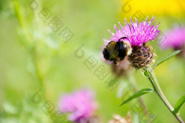 <strong>2017</strong>年夏天，大黄蜂在英国斯塔福德郡特伦特河畔斯托克韦斯特波特湖附近的英国草地上采集蓟花花蜜。