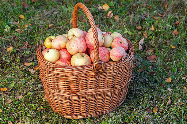 秋天花园里丰收了，五颜六色的苹果躺在草地上的篮子里