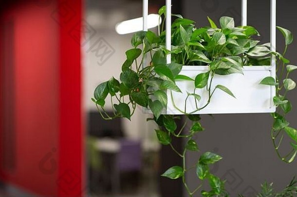 盆栽活植物，现代办公室内，模糊背景