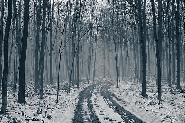 路在落叶林中，雾和雪。网页设计背景。