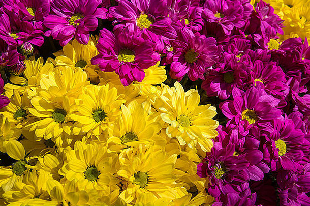 黄色的紫色的福尔斯周六市场博纳勃艮第法国欧洲