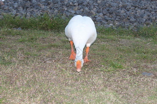 令人惊异的白色鸭
