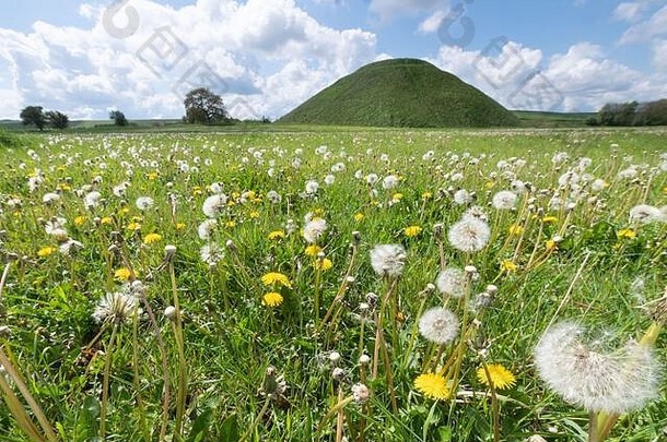 英国威尔特郡马尔伯勒北部西尔伯里山。2020年5月1日。<strong>五一劳动节</strong>那天，威尔特郡的西尔伯里山被蒲公英花和种子头围成了地毯。