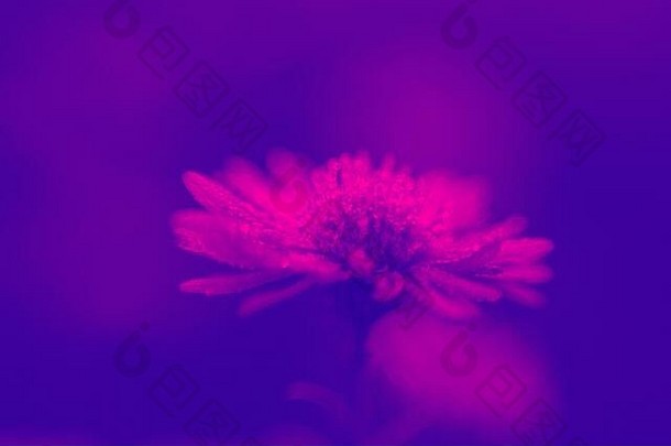 雏菊花粉紫双色调渐变，全息色彩，概念艺术，超现实主义，抽象背景，大胆