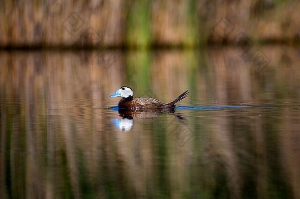 <strong>鸭子</strong>在湖里<strong>游泳</strong>。可爱的蓝嘴鸭。绿水倒影。绿色自然背景。<strong>鸭子</strong>：白头鸭。白头氧化菌。