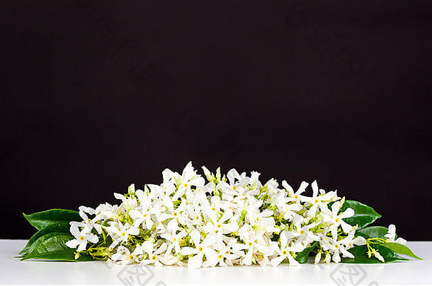 白色桌面和黑色背景上的茉莉花