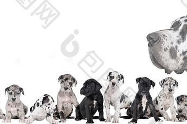 大丹狗或德的一窝小狗全景图，世界上最大的狗品种，小丑毛皮，白色、蓝色、黑色和黑色，