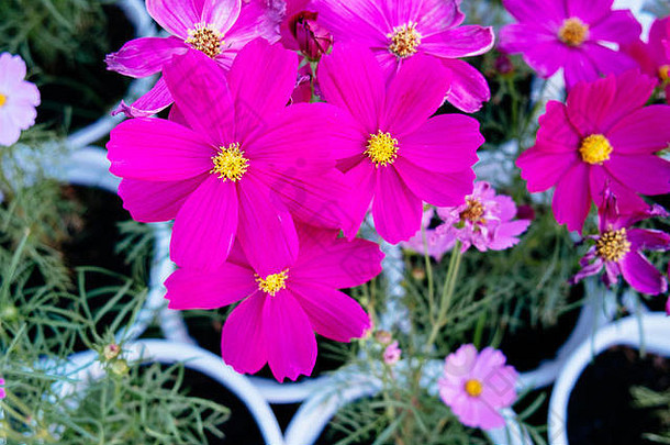 越南东塔，南非12月，下午花园里的马齿苋花。SADEC是湄公河三角洲最大的花卉品种之一。