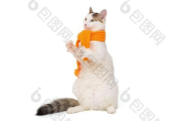 白色猫橙色围巾孤立的白色背景