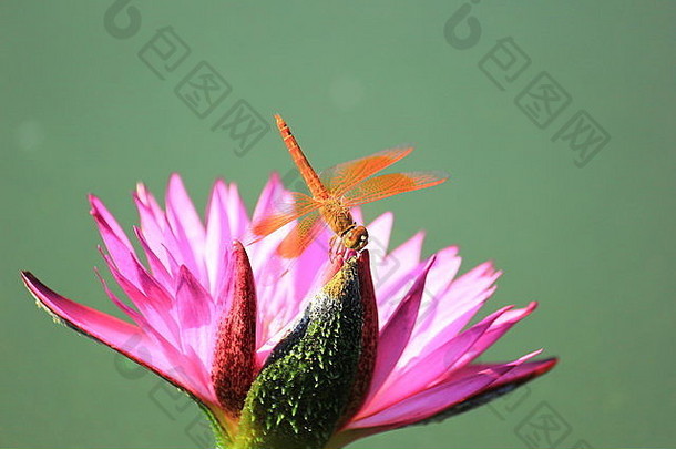 特写镜头蜻蜓粉红色的水莉莉花园