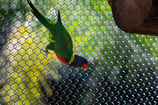 金刚鹦鹉本地的中央美国北美国墨西哥南美国以前加勒比物种