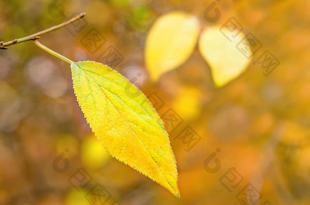 黄色的叶子挂在树枝上。秋叶的<strong>背景</strong>。落在公园里。叶子的<strong>背景</strong>。一片孤独的黄色秋叶挂在公园的树枝上。秋天。忧郁观念