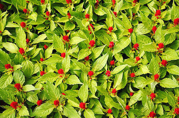 绿叶和红花的背景