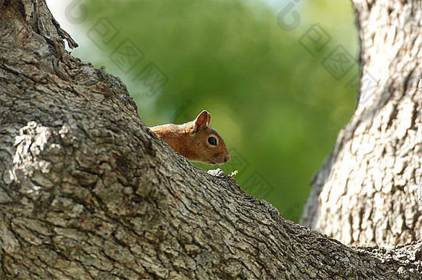 躲在树枝上的红松鼠