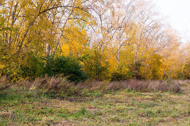树黄色的叶子公园秋天背景原生