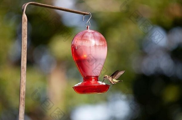 用红色喂食器喂食的蜂鸟。在飞行中被捕捉到。