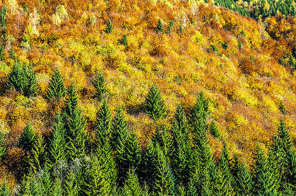 森林里色彩鲜艳的秋树。秋天的山景，五彩缤纷的森林和蔚蓝的天空。