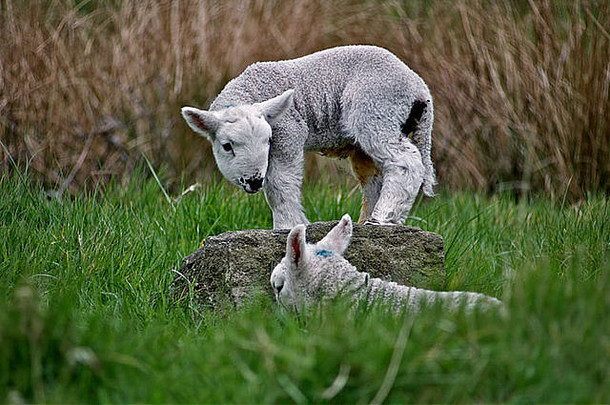 一只小羊站在岩石上俯视着他的朋友