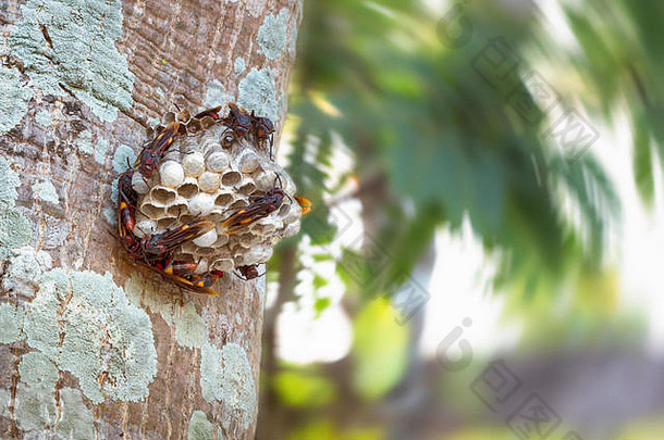 黄蜂巢黄蜂坐着树