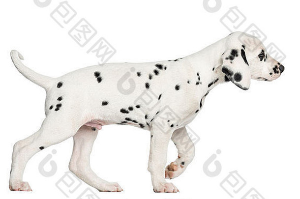 一只达尔马提亚小狗在白色背景下行走的侧视图
