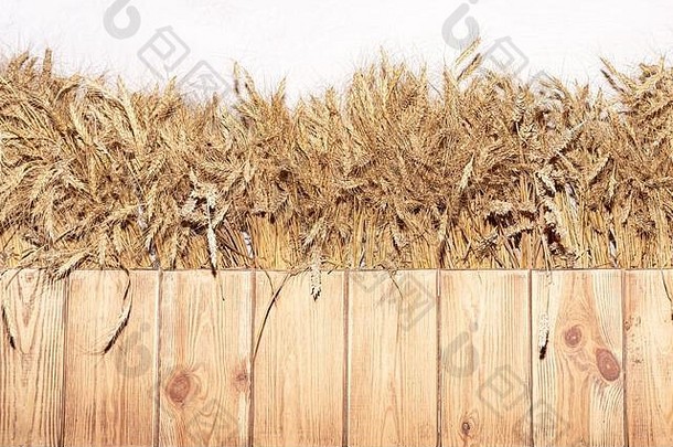 小麦设计白色墙