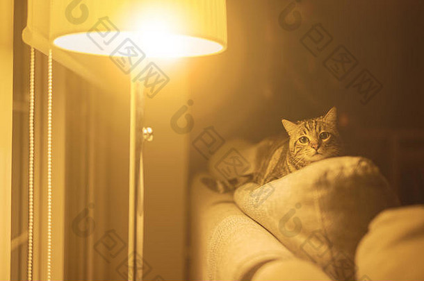 漂亮的短毛猫躺在家里的沙发上