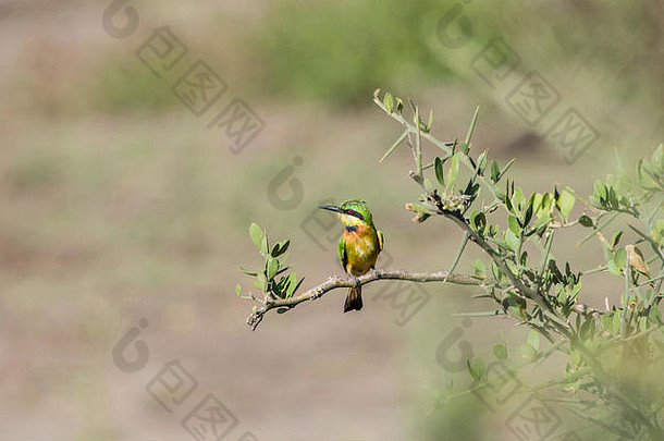 食蜂鸟梅罗普斯蒲公英栖息分支北部坦桑尼亚
