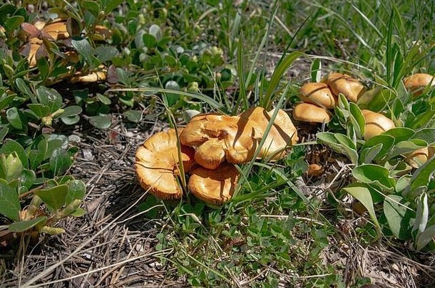 在蒙大拿州花岗岩县的Anaconda Pintler山脉中，人们发现了生长在铜溪沿岸开阔草地上的Agrocybe sp.蘑菇。最专业