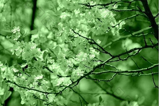 春天里美丽的樱花树。自然背景绿色调