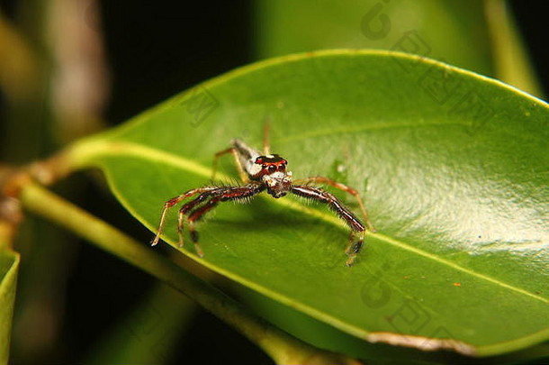 微距摄影特写镜头显示了一只蜘蛛