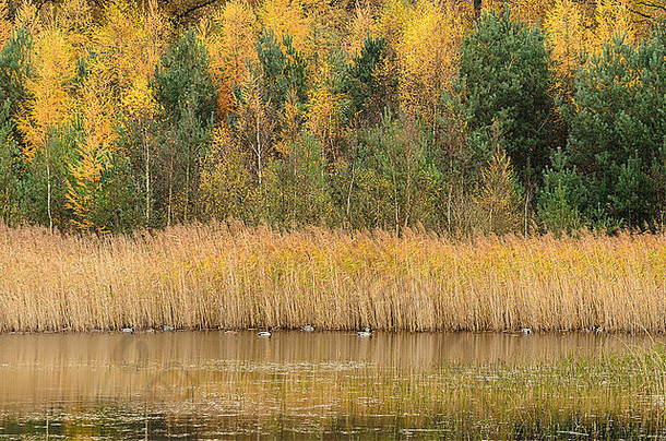 森林湖森林彩色的秋天颜色鸭子游泳水