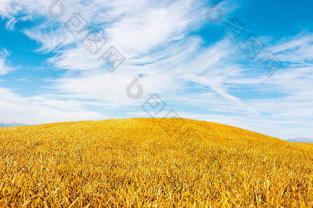 秋天的风景。黄色的草地和蔚蓝的天空