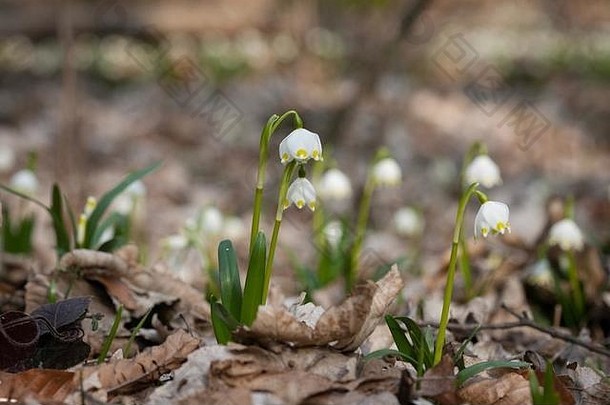 春天的雪花在欧洲中部和南部野生生长，地中海除外。