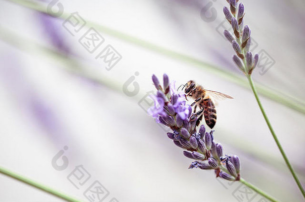 蜜蜂在美丽的薰衣草上的特写镜头，在阳光明媚的初夏绽放，背景柔和