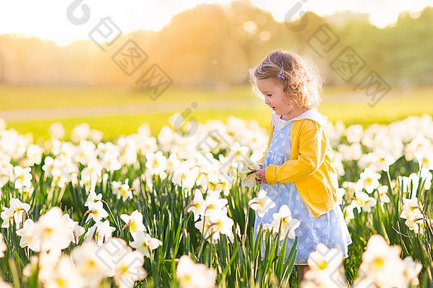 蹒跚学步的女孩玩水仙花花场孩子园艺孩子挑选花后院