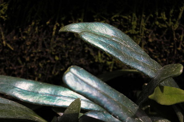 罕见的不寻常的蓝色的蕨类植物石油蕨类植物<strong>微粒体</strong>转向<strong>微粒体</strong>泰国蓝色的带蕨类植物钴蕨类植物圣甲虫蕨类植物国家行业集团公司