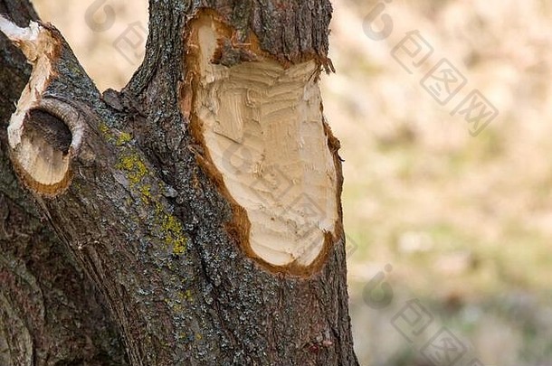 木头被海狸戳破了