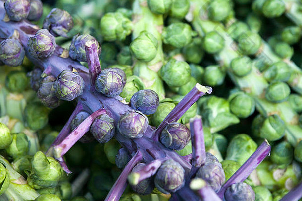 绿色紫罗兰色的布鲁塞尔豆芽市场出售