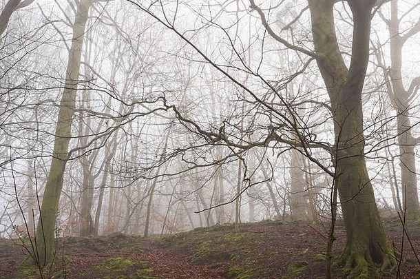 在树林中陡峭的路堤上，前面的路被树木挡住了。寒冷潮湿多雾的一天
