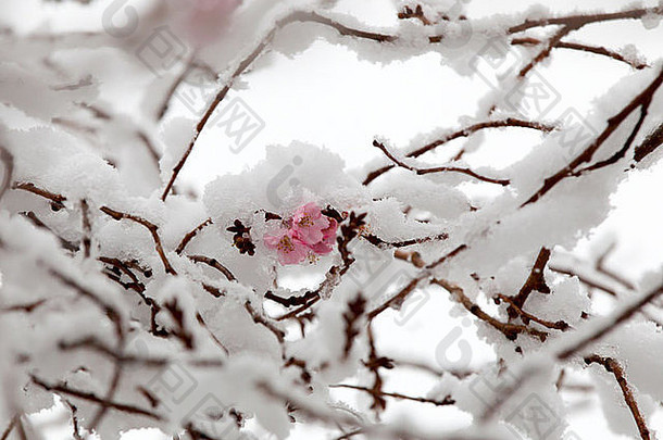 雪融化开花修剪树