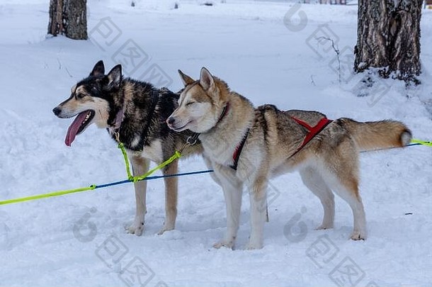 特写镜头彩色的sibirian沙哑的狗站雪要控制狗雪橇连接图片北部瑞典