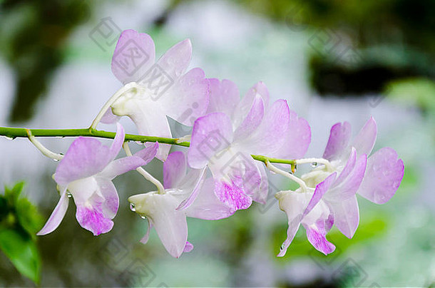 泰国北部一朵纤细潮湿的热带<strong>浅紫</strong>色花朵的特写镜头，背景模糊
