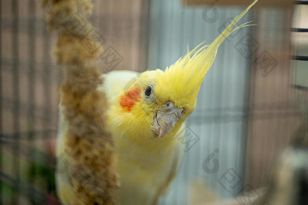 笼子里有小米的黄色露蒂诺凤头鹦鹉