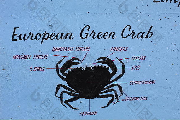 螃蟹的绘画插图。