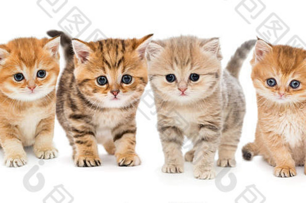 白色背景上四只英国小猫的肖像