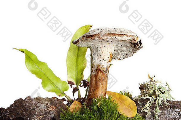 生长在苔藓和落叶层中的伞菌和蕨类植物