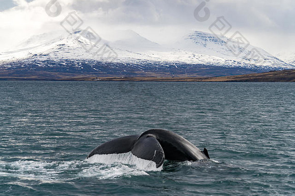 在冰岛冰川前观赏鲸鱼